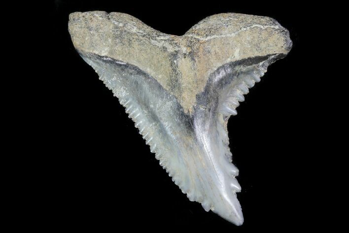 Large, Fossil Hemipristis Tooth - Georgia #74796